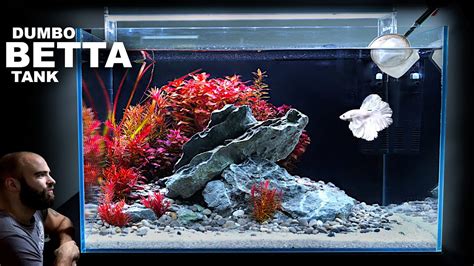 Dumbo Betta Tank Amazing Red Plant Aquascape Tutorial Youtube