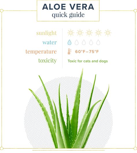 Aloe Vera Plant Care Guide: Growing Info + Tips - ProFlowers Blog