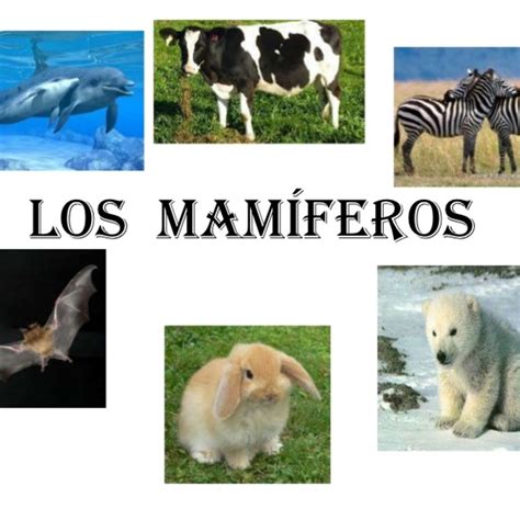 Animales Vertebrados Mind Map