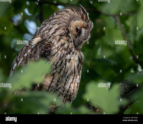 Long Eared Owl Asio Otus Looking Back From Its Roost High In A Tree