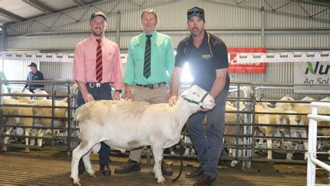 Australias Top 10 Terminal And Maternal Ram Studs Of 2023 Stock