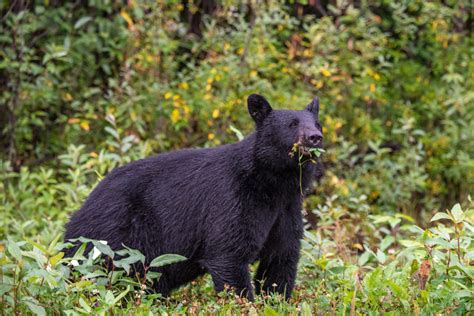 Bear Viewing in Alaska - Best Places, Tours & Tips