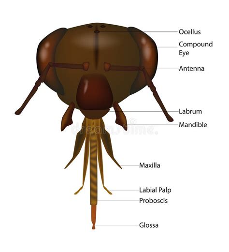 10+ Bee Anatomy Diagram - ArioRaheli