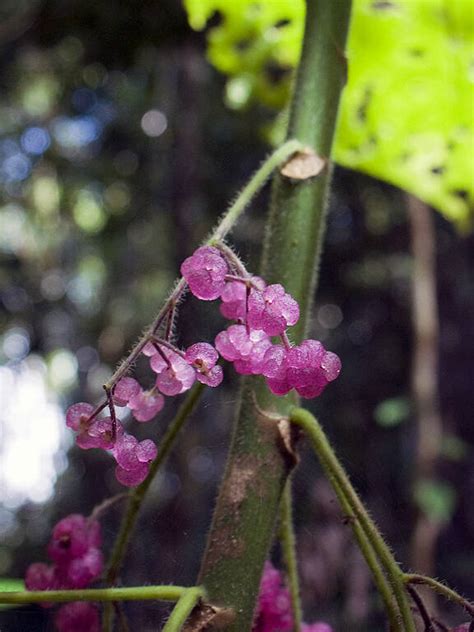 Gympie Gympie The Suicide Plant With A Torturous Sting