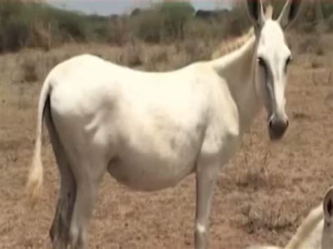 Gujarat Donkey Milk Will Be Up For Sale At Rs 7000 A Litre