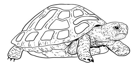 Schildkröte zeichnen - Lerne das Malen einer realistischen Schildkroete