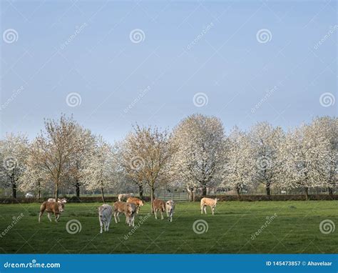 Blonde D Aquitaine Calves In Green Meadow With White Blossoming Spring