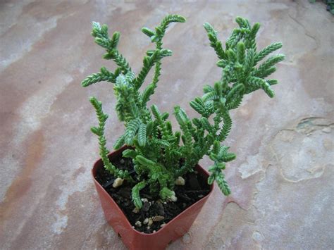 Watch Chain Crassula Muscosa Succulent Plant By Succulentsgalore