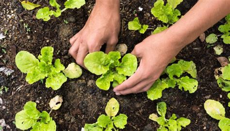 Como Fazer Uma Horta Em Casa Tudo O Que Você Precisa Saber