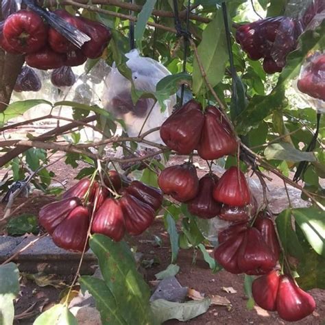 Jual Bibit Tanaman Buah Jambu Air Citra Merah Shopee Indonesia