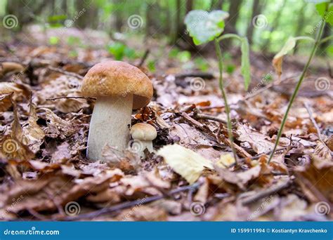 Fam Lia De Cogumelos Boletos Na Natureza Cogumelo Porcini Cresce No