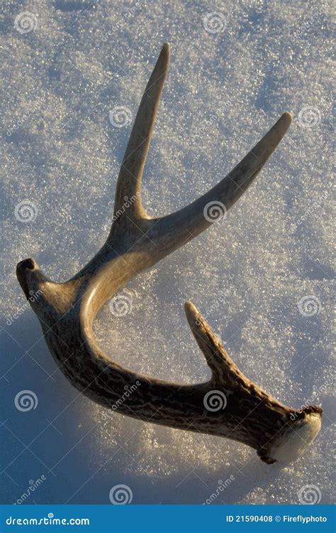 Shed Whitetail Deer Antler In Snow Stock Photo Image Of Game Process