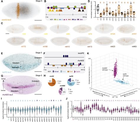 Enhancer Architecture And Chromatin Accessibility Constrain Phenotypic