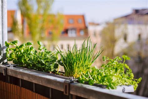 Kräutergarten auf dem Balkon anlegen Plantura