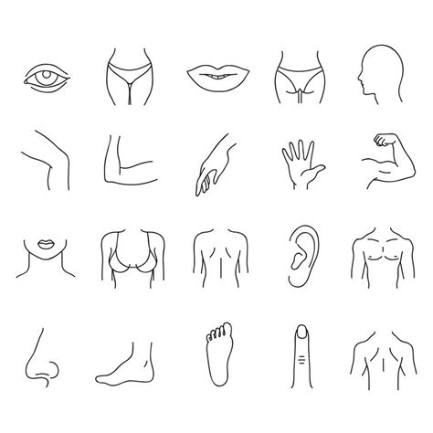 Line Human Male And Female Body Parts Vector Set By Microvector