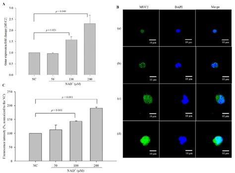 Stimulatory Effect Of Exogenous Nad On Muc2 Expression In Ls 174t Download Scientific Diagram