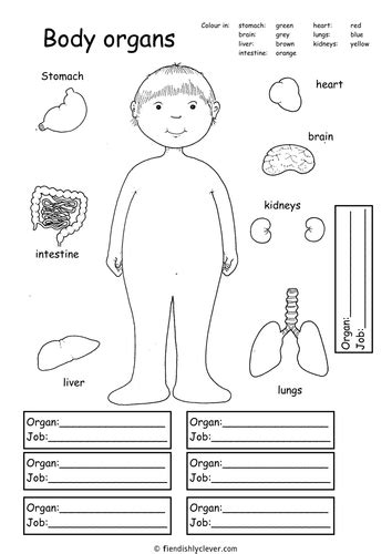 Body Organs Teaching Resources