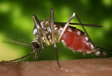 Mosquito É Vertebrado Ou Invertebrado - Animales vertebrados e invertebrados - Pictoeduca
