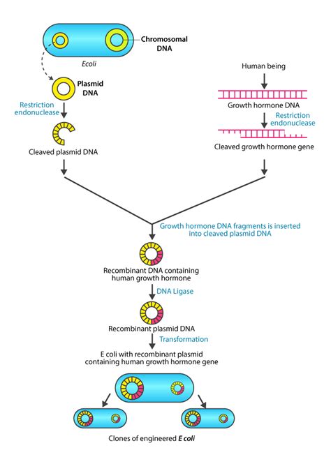 NCERT Solutions For Class 12 Biology Chapter 12 Biotechnology And Its