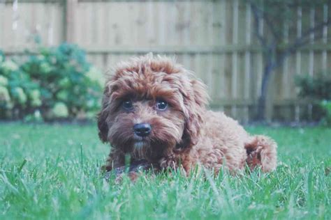 How Much Do Teddy Bear Puppies Cost Answered Goldendoodle Advice