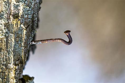 La Raz N Por La Que Se Meten Clavos Oxidados En Los Troncos De Los Rboles