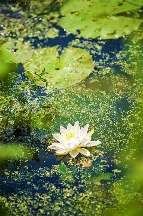 A White Water Lily Floating On Top Of Green Leaves