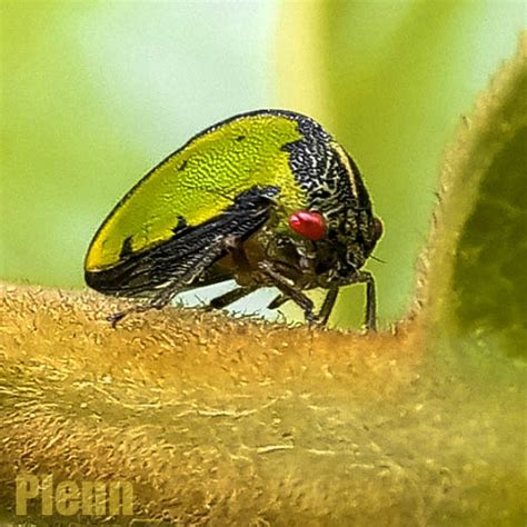 Insetologia Identifica O De Insetos Soldadinho Adippe Em S O Paulo