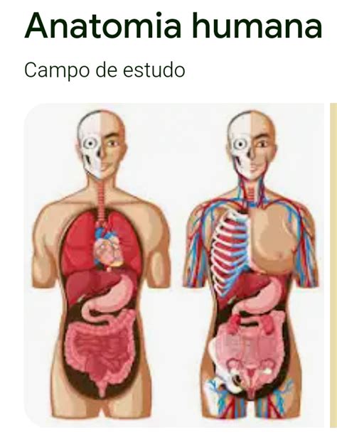 Curso De Anatomia Humana B Sica Maicon Candido Hotmart