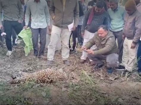 Dead Body Of Female Guldar Found In Bijnor Field बिजनौर के खेत में