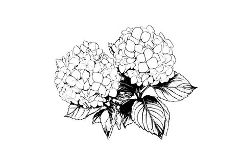 Hand Drawn Ink Sketch Hydrangea Flowers Vector Illustration In