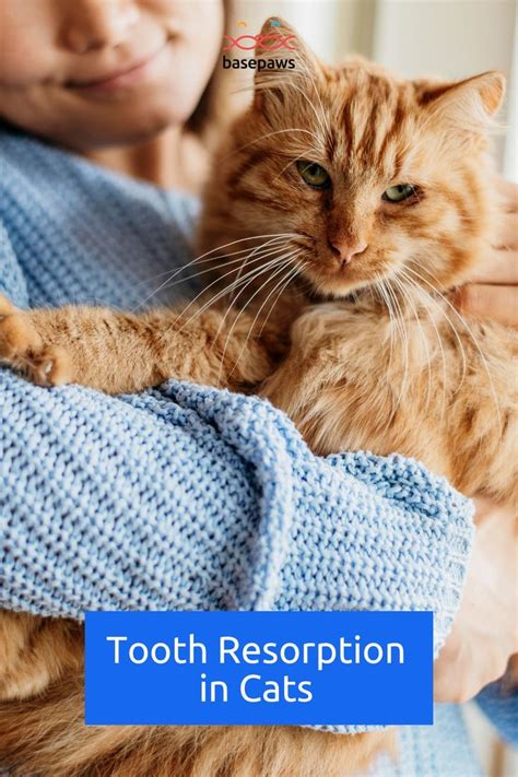 Gingivitis In Cats Symptoms Causes Stages Treatment And Prevention