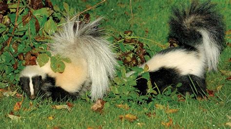 Learn about skunks | Mass.gov