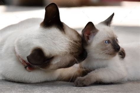 Beautiful Adorable Old Style Siamese Blue Point Shorthaired Cat Thai