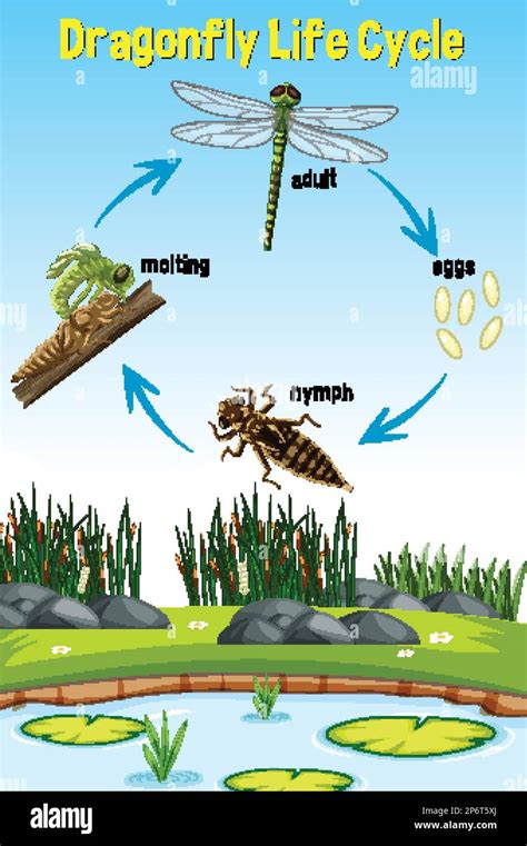 Dragonfly Life Cycle Infographic illustration Stock Vector Image & Art - Alamy