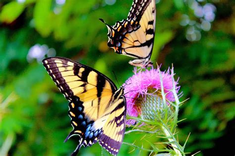 Mariposa Características Alimentación Hábitat Reproducción