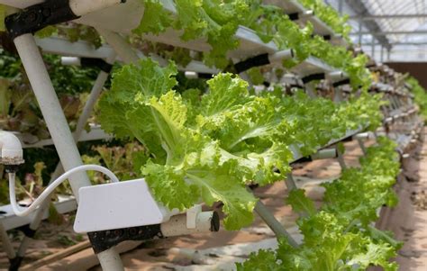 5 Best Vertical Farming Companies (May 2023) - Securities.io