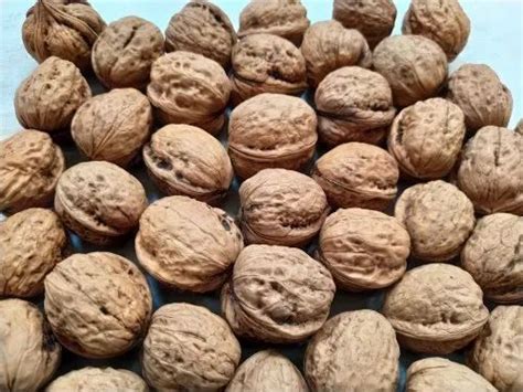 Walnuts Packaging Type Plastic Box Packaging Size 50 Kg To 1 Kg At