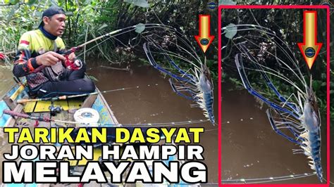 Tepat Di Sarangnya Udang Galah Joran Ditarik Keras Hampir Melayang