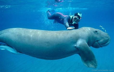 Dugong With Human Desi Comments