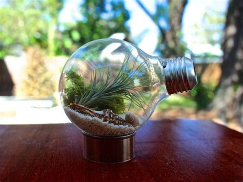 51 Most Amazing Air Plant Display Ideas - Gardening Viral