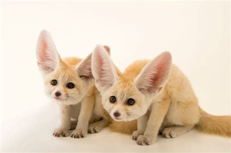 Ten Week Old Fennec Fox Kits Vulpes Zerda Joel Sartore