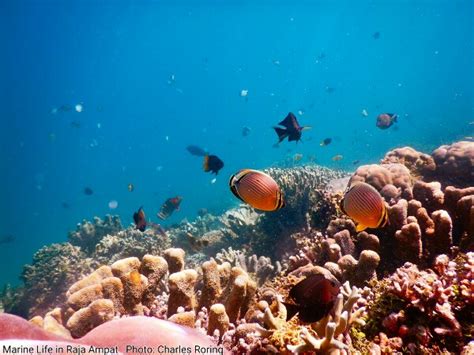 Terumbu Karang Raja Ampat Newstempo