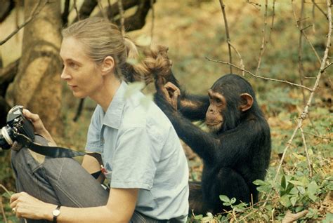 Jane Goodall A True Superhero And Visionary Pioneer Of Environmentalism