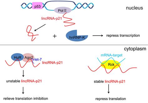 The Roles Of Lincrna P21 In Gene Regulation In The Nucleus Download Scientific Diagram