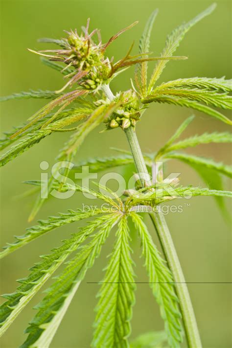 Male Flowers Cannabis Ruderalis Stock Photos - FreeImages.com