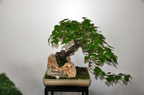 A Bonsai Tree In A Pot With Rocks And Greenery On The Table Next To It