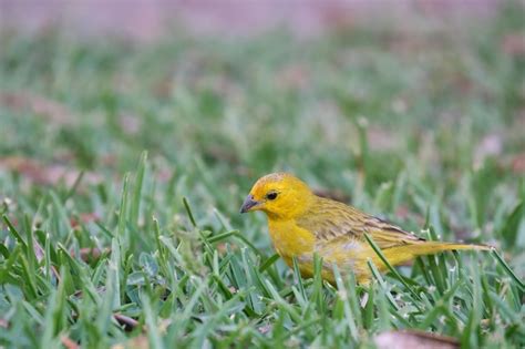 Premium Photo Saffron Finch Sicalis Flaveola Perched In Its Natural