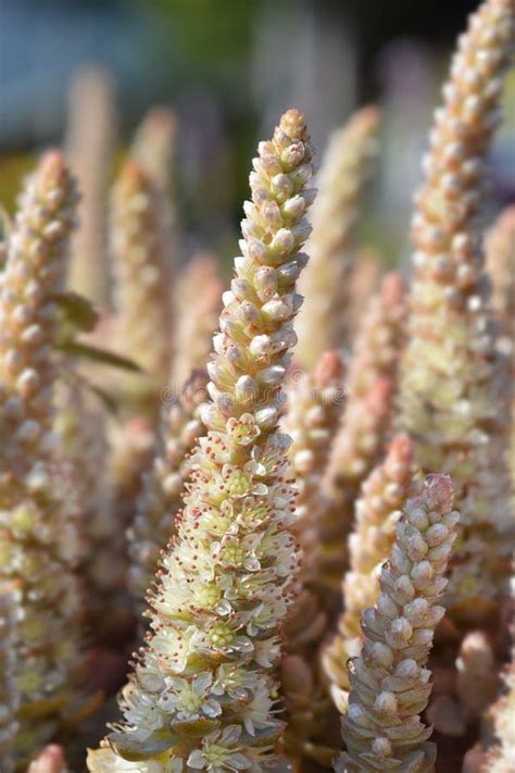 Orostachys Chinese Hat Stock Photo Image Of Nature 189786944