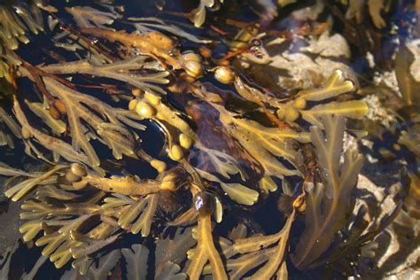 Bladder Wrack Star Island Intertidal Seaweeds Inaturalist Mexico