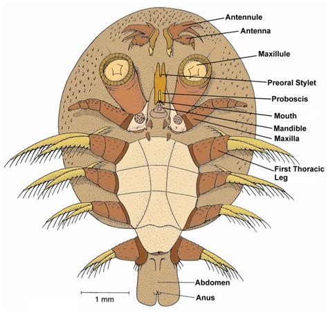 \ Argulus